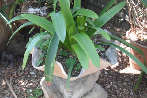 Free form planter type B